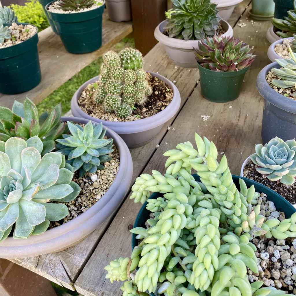 macetas que contienen variedad de sedum, echeverias y cactus