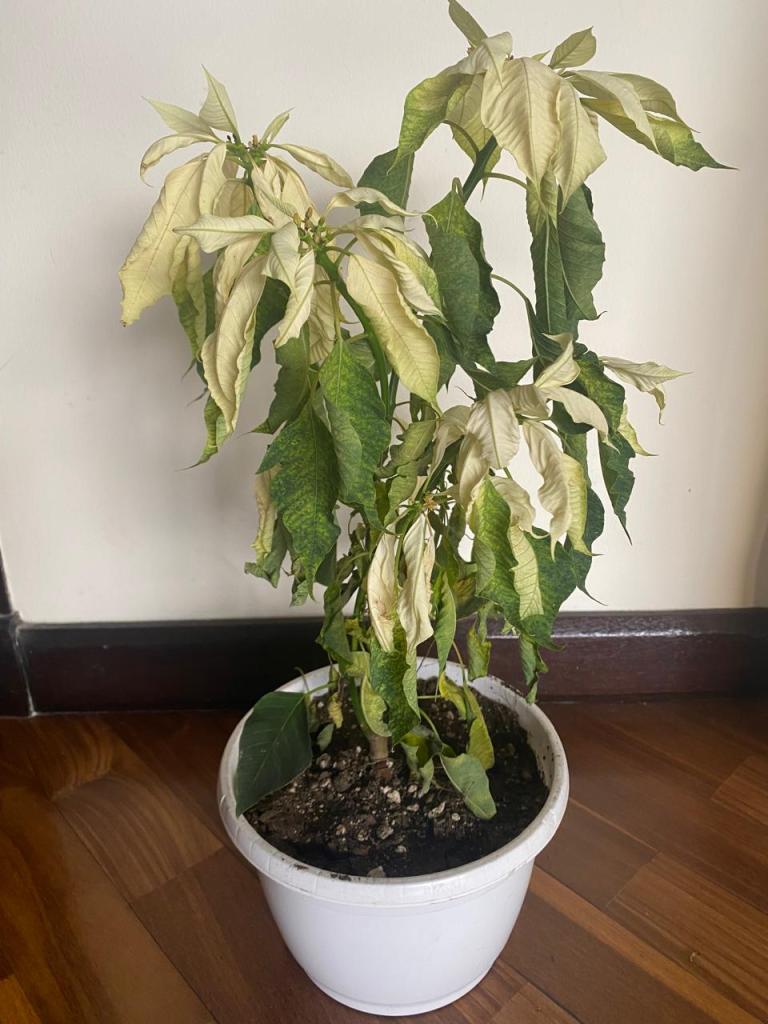 una planta Pascuas de flores amarillas marchita