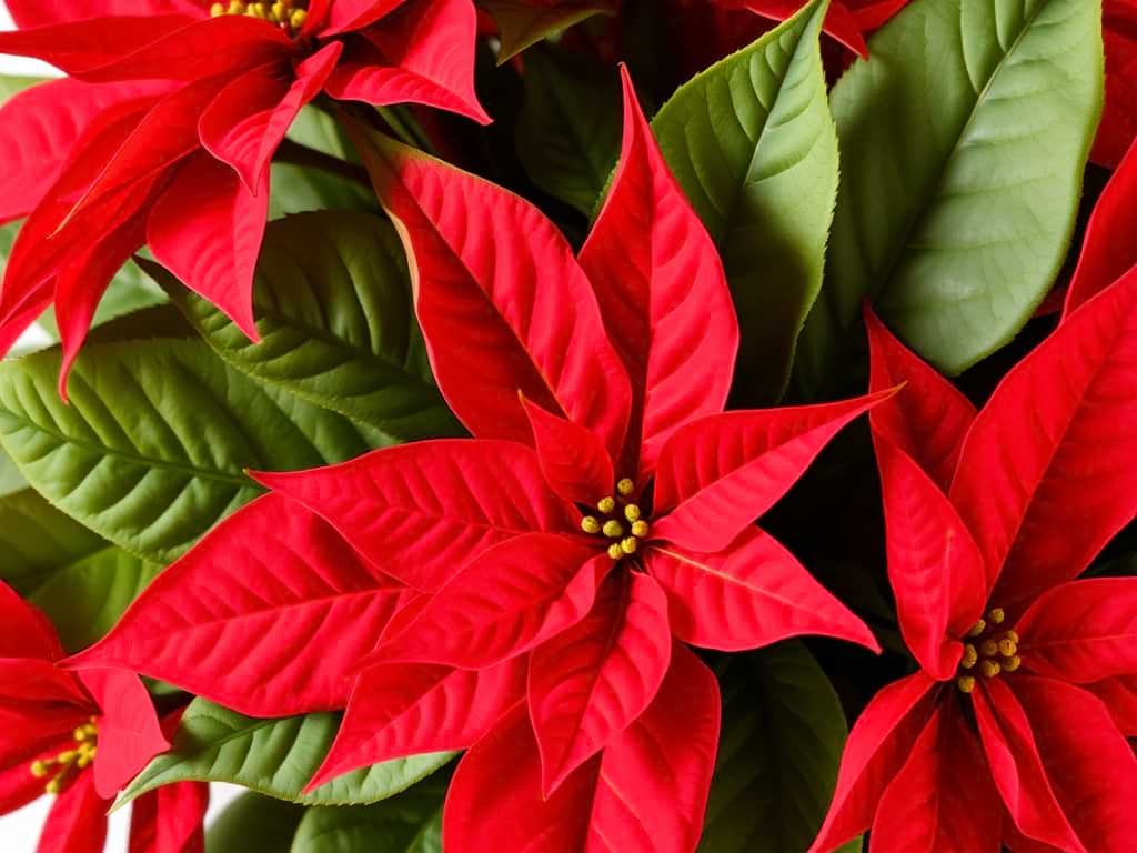 El secreto de la estrella&nbsp;federal