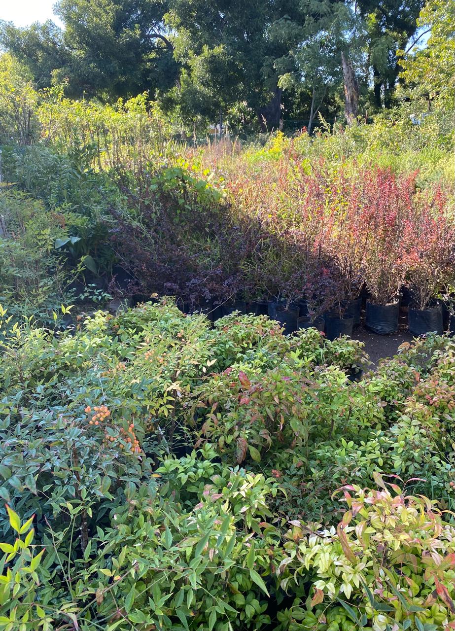 Tareas de otoño en el jardín