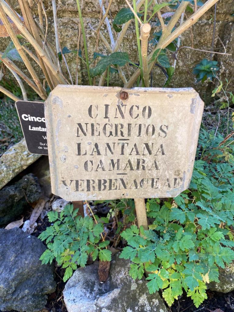 Cartel en el que se lee cinco negritos lantana camara verbenaceae