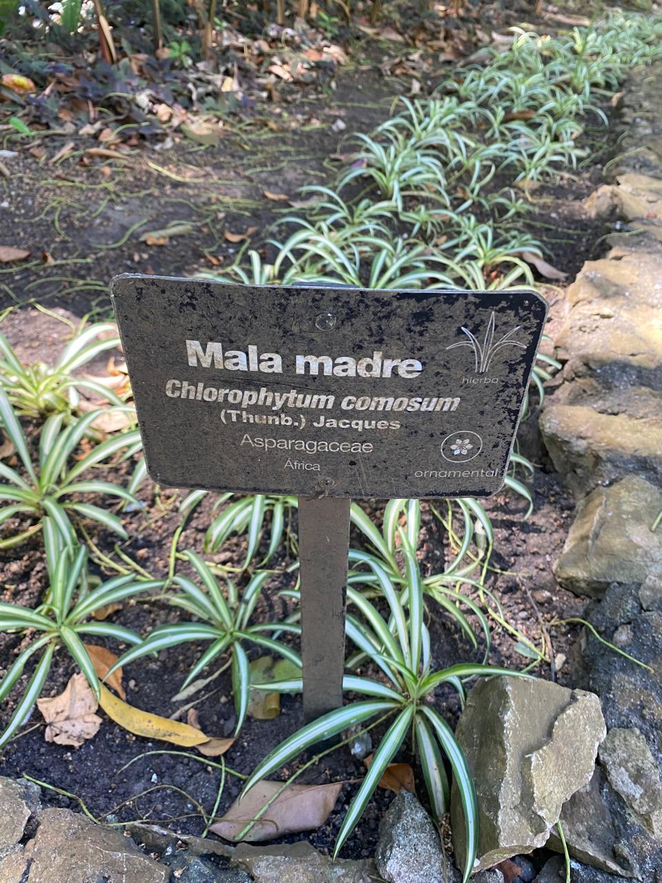 Cómo se llaman las plantas