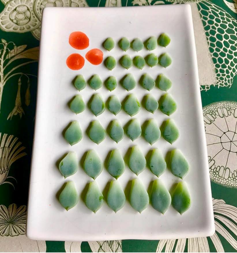 Hojas de suculenta en propagación sobre plato blanco.