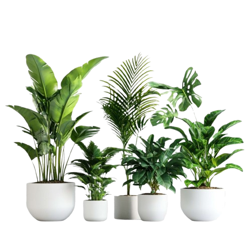 grupo de plantas tropicales en macetas blancas