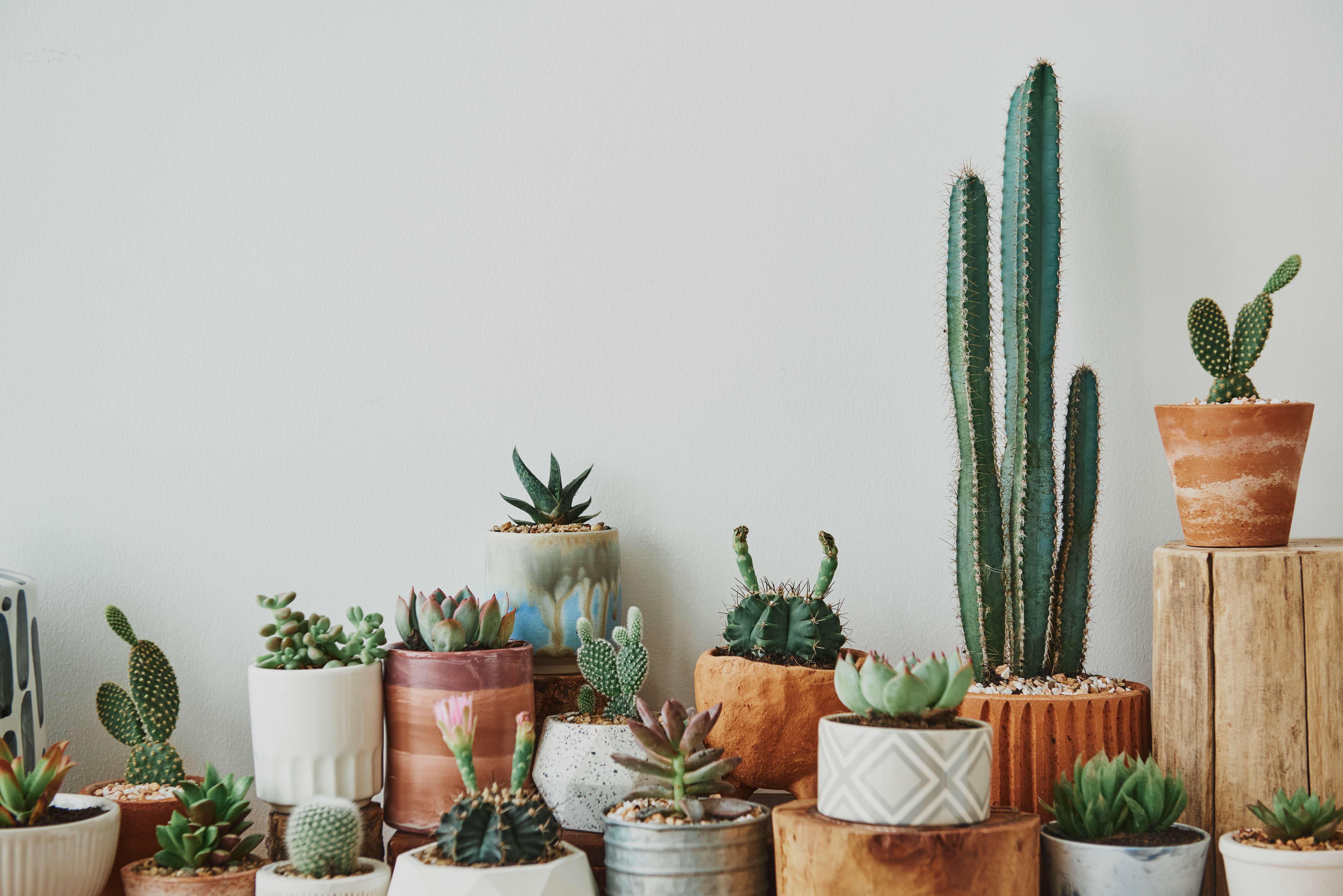 ¿Por qué no conviene plantar cactus y suculentas juntos en la misma maceta?