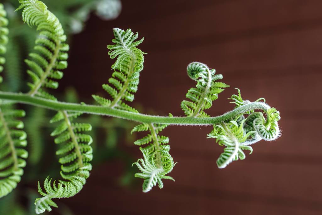 prefoliacion circinada de helecho
