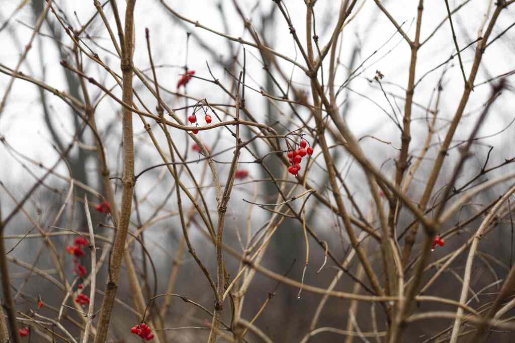 Plantas en invierno sin hojas