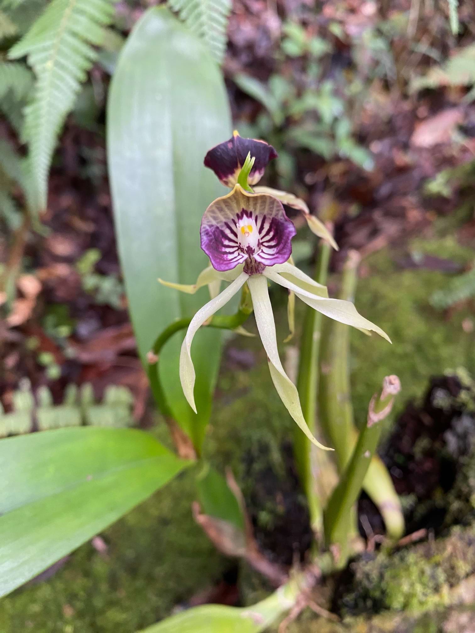 Guía esencial para el cuidado de orquídeas