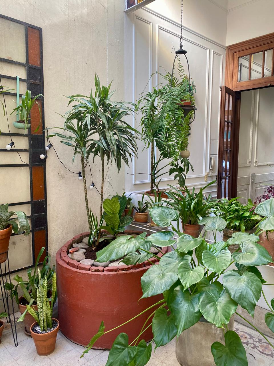 Vista de un patio con plantas