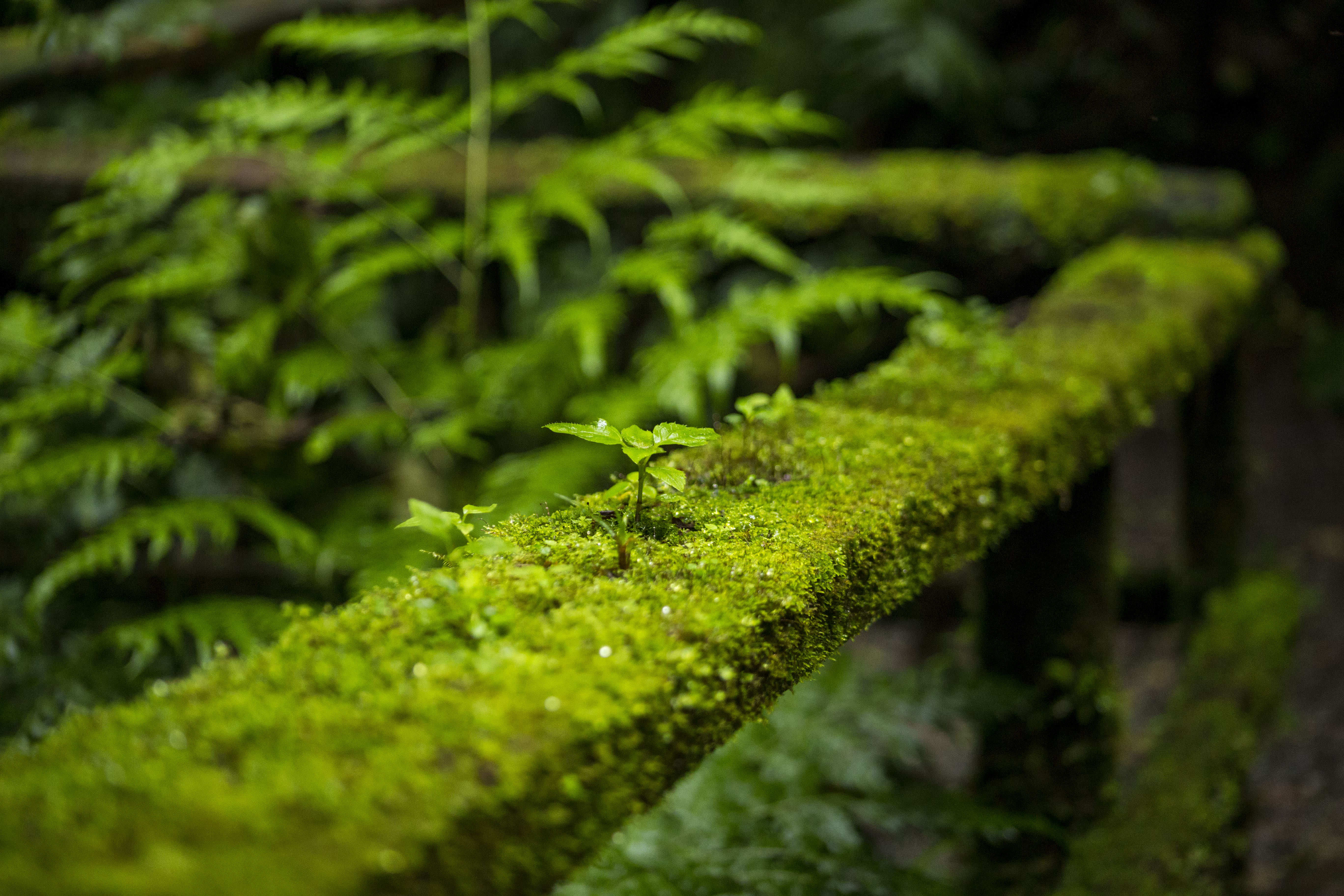 El valor ecológico del musgo: funciones, conservación y uso responsable