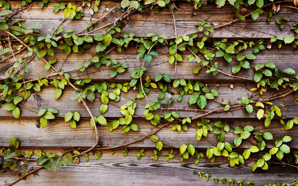 enamorada del muro sobre pared