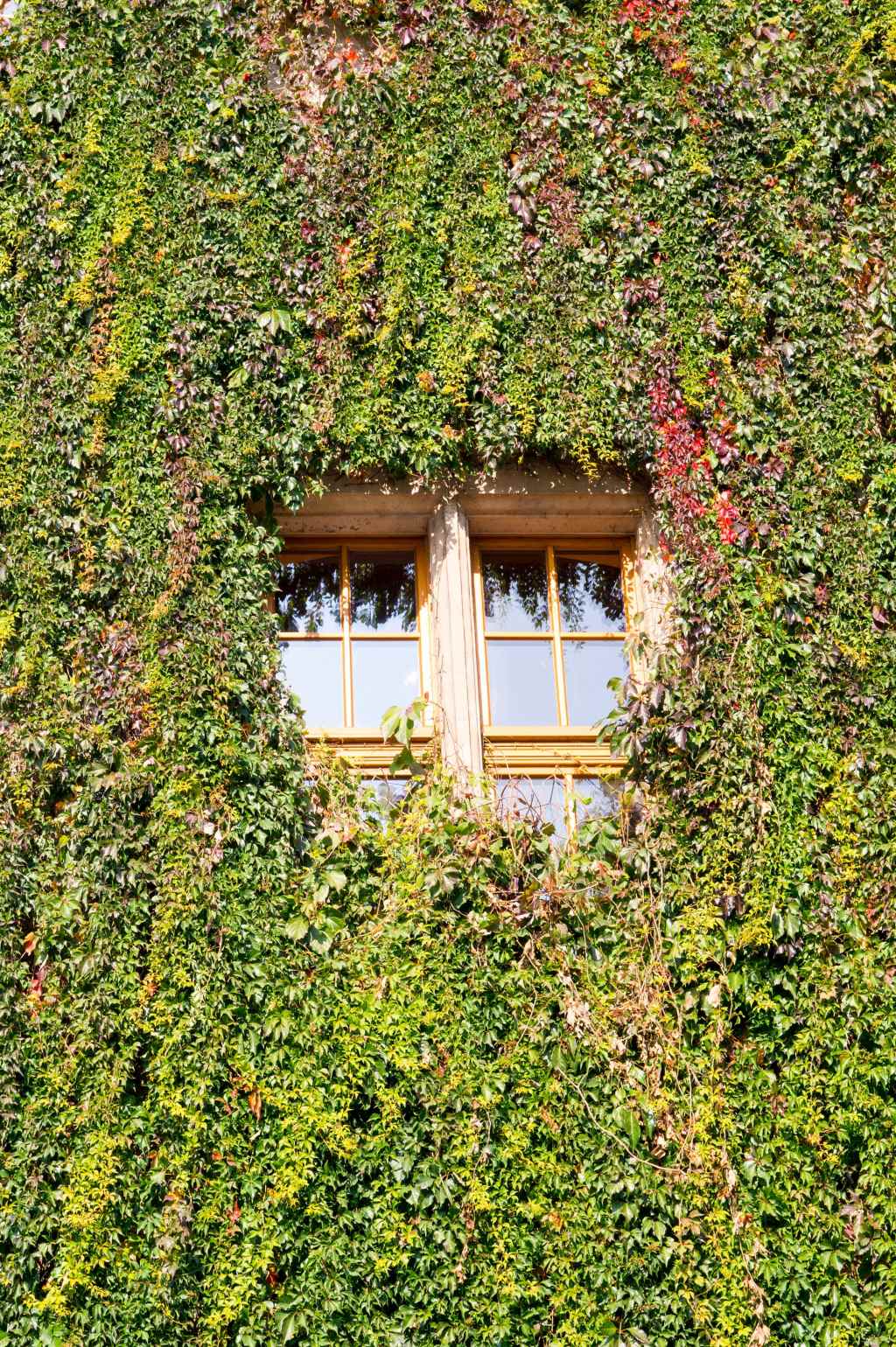 Plantas trepadoras: claves para diseño de&nbsp;jardines