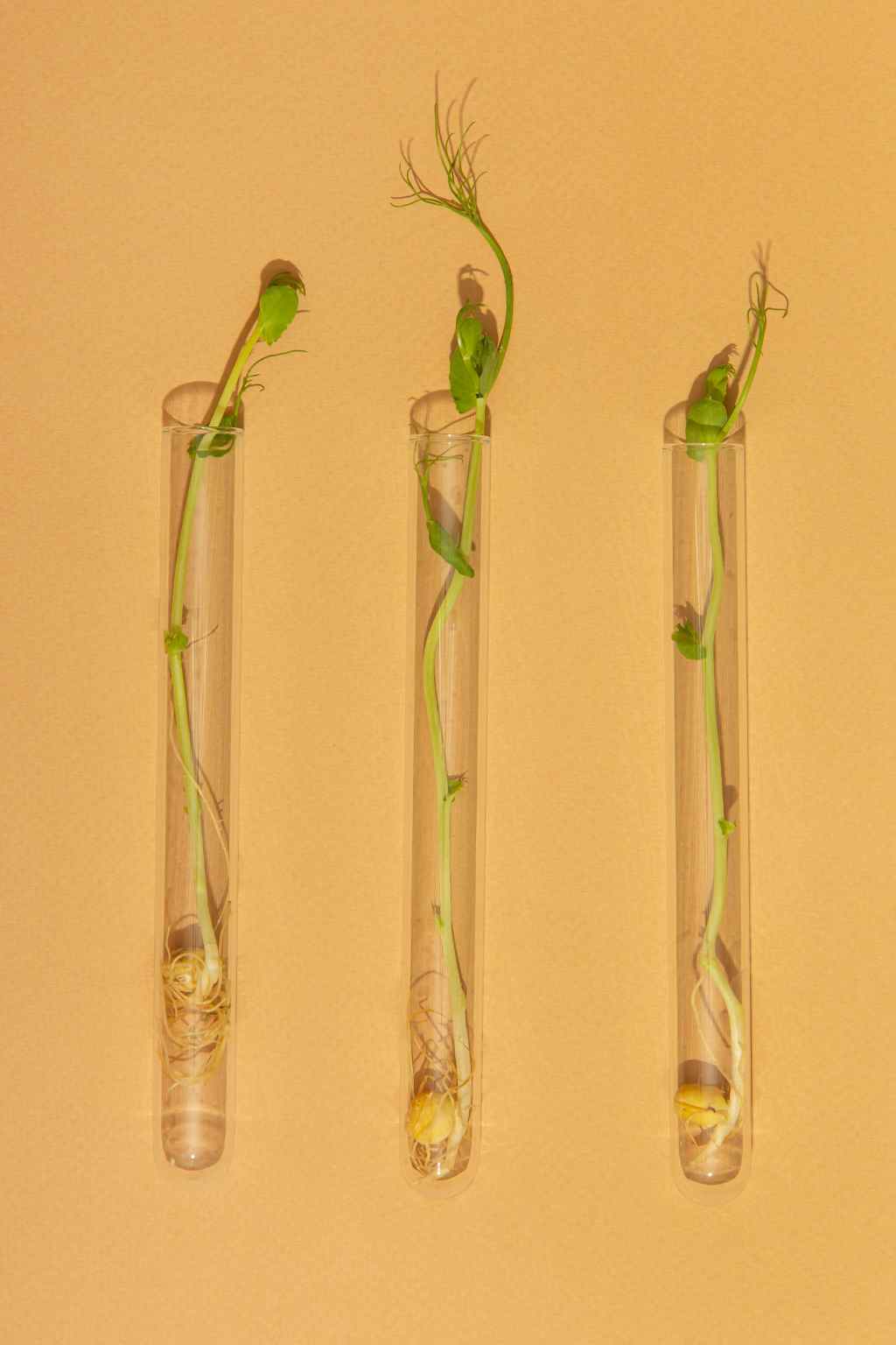 Totipotencia vegetal: la magia de las plantas