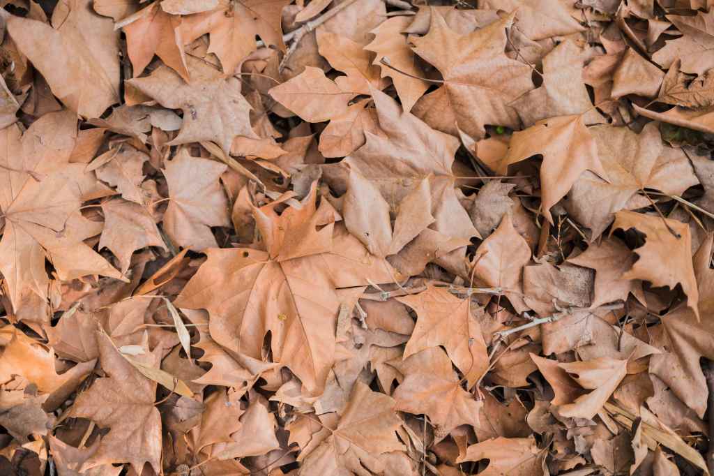Hojas secas, suelo fértil. Cómo aprovechar el regalo del&nbsp;otoño