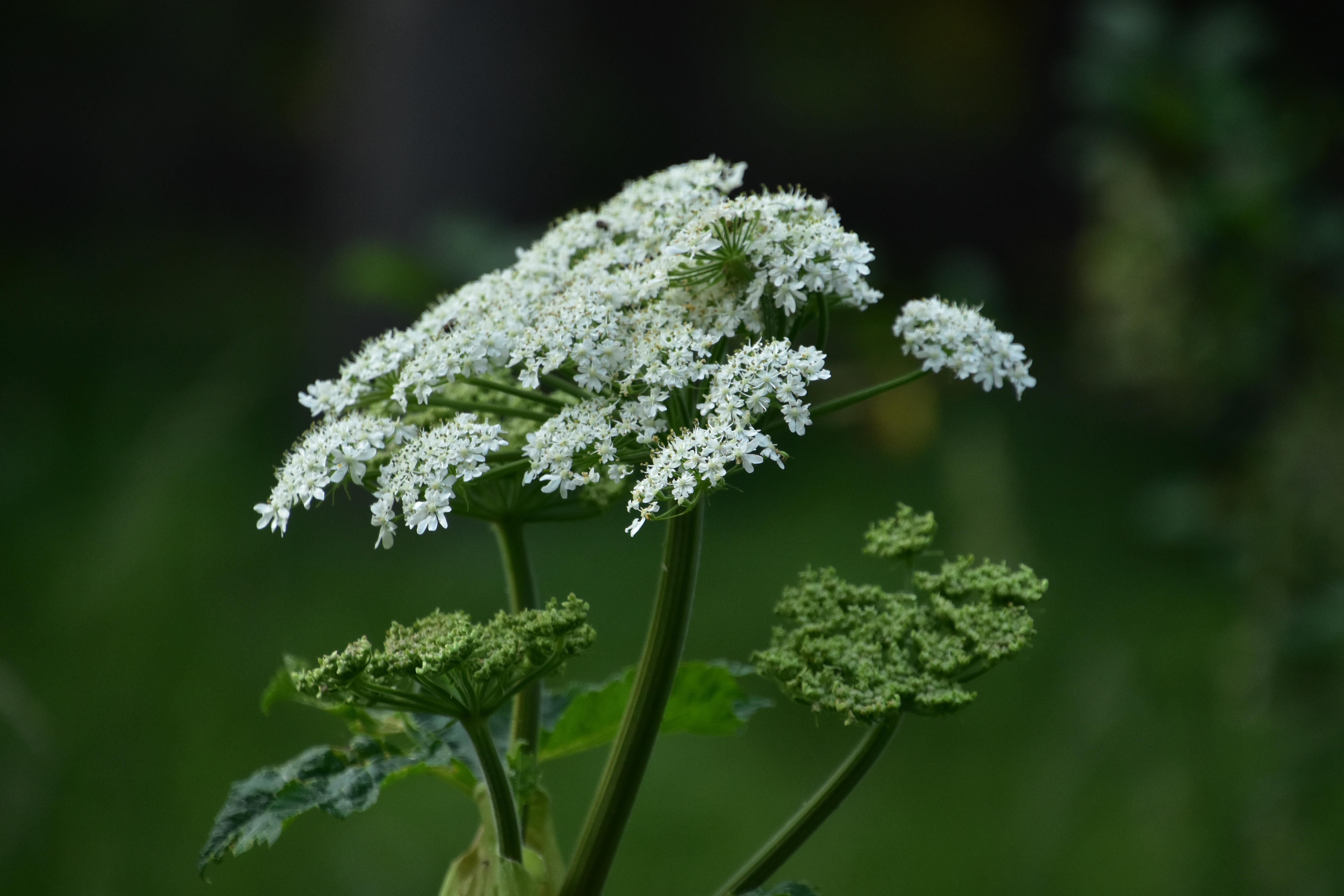 Viznaga: la flor silvestre que enamora