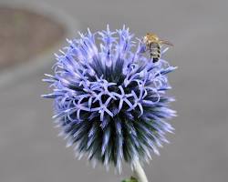 ¿Por qué casi no hay flores azules en la&nbsp;naturaleza?