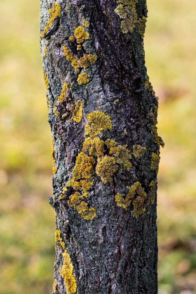 Acercamiento a vista de líquenes en un árbol