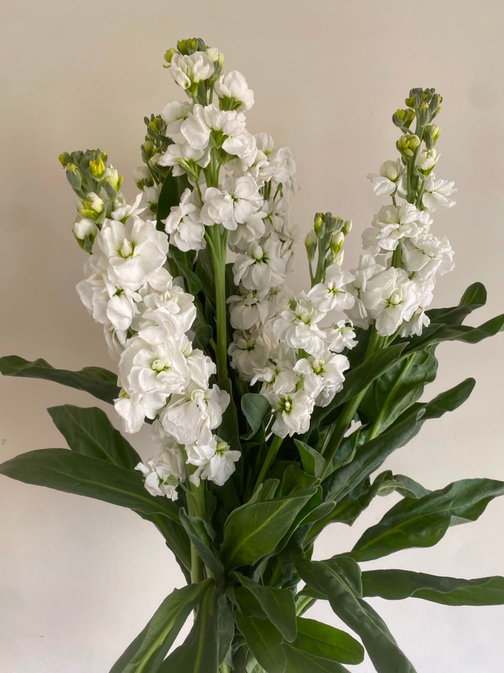 Alelí: características y cuidados de esta flor&nbsp;aromática